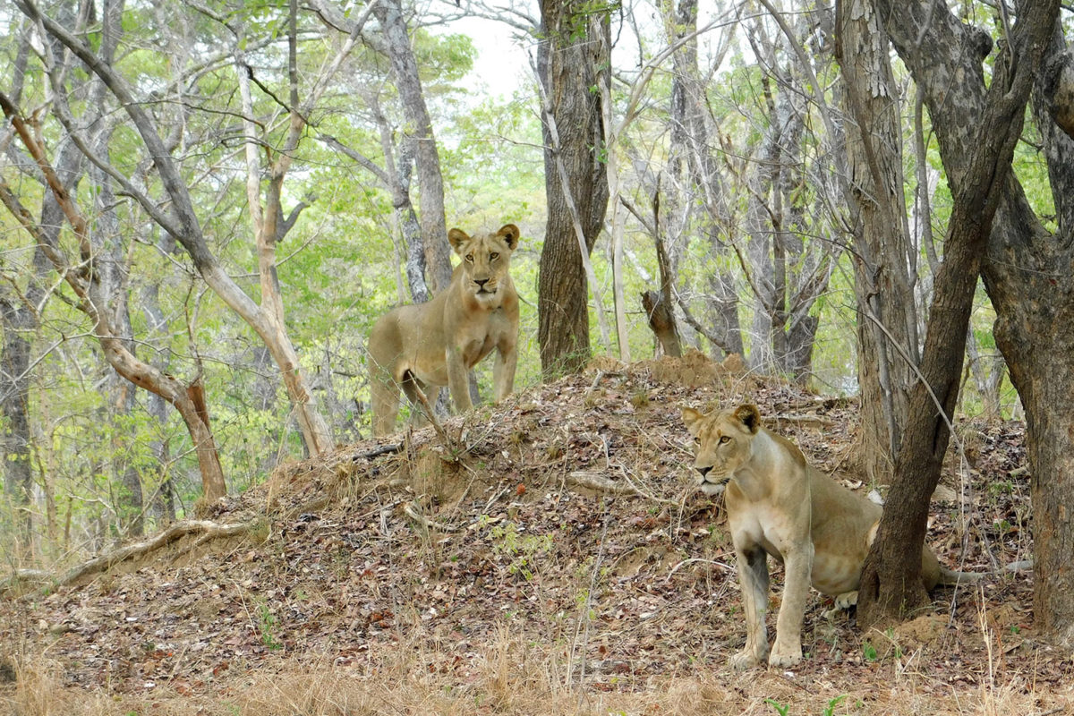 Niassa lions. Photo credit: Samuel Alberto