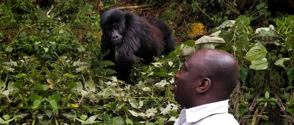 Dominique Bikaba with a troop of Grauer’s gorillas in Kahuzi-Biega National Park pre-pandemic. Photo credit: Strong Roots Congo.