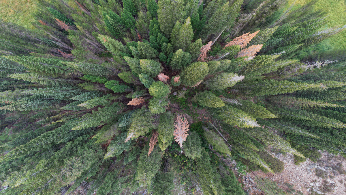 Pine forest. Photo by Rhett A. Butler