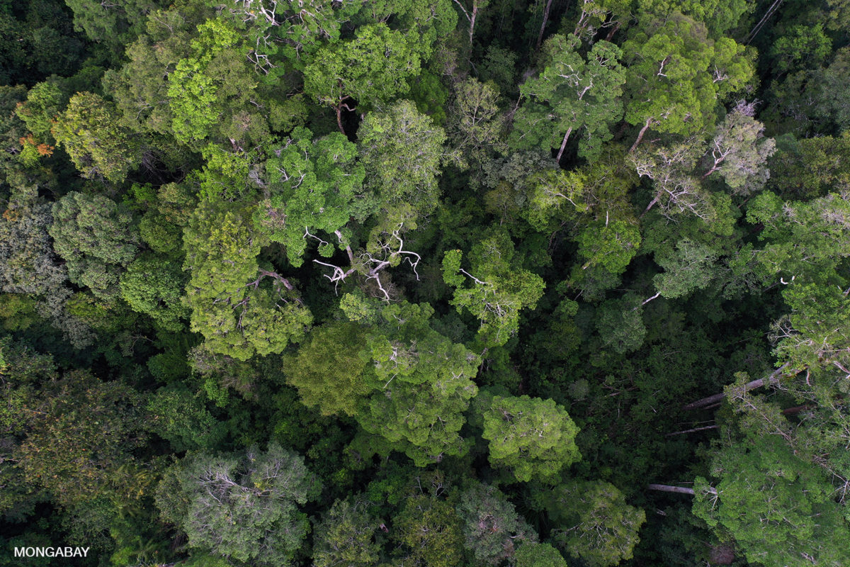 Rainforest in Borneo. Photo credit: Rhett A. Butler