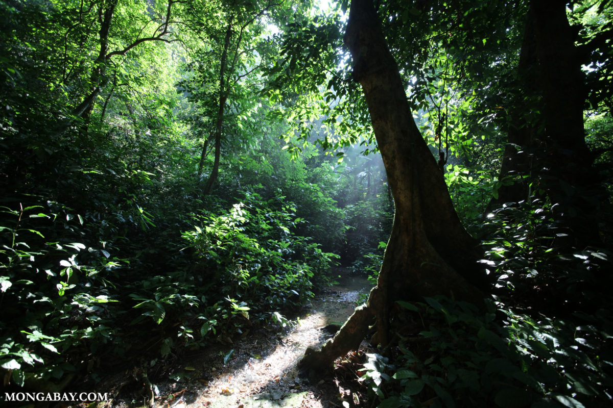 Rainforest in Vietnam. Photo credit: Rhett A. Butler