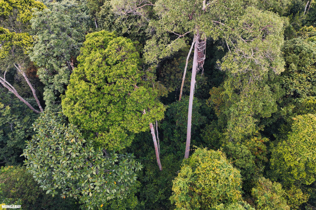 Harapan forest