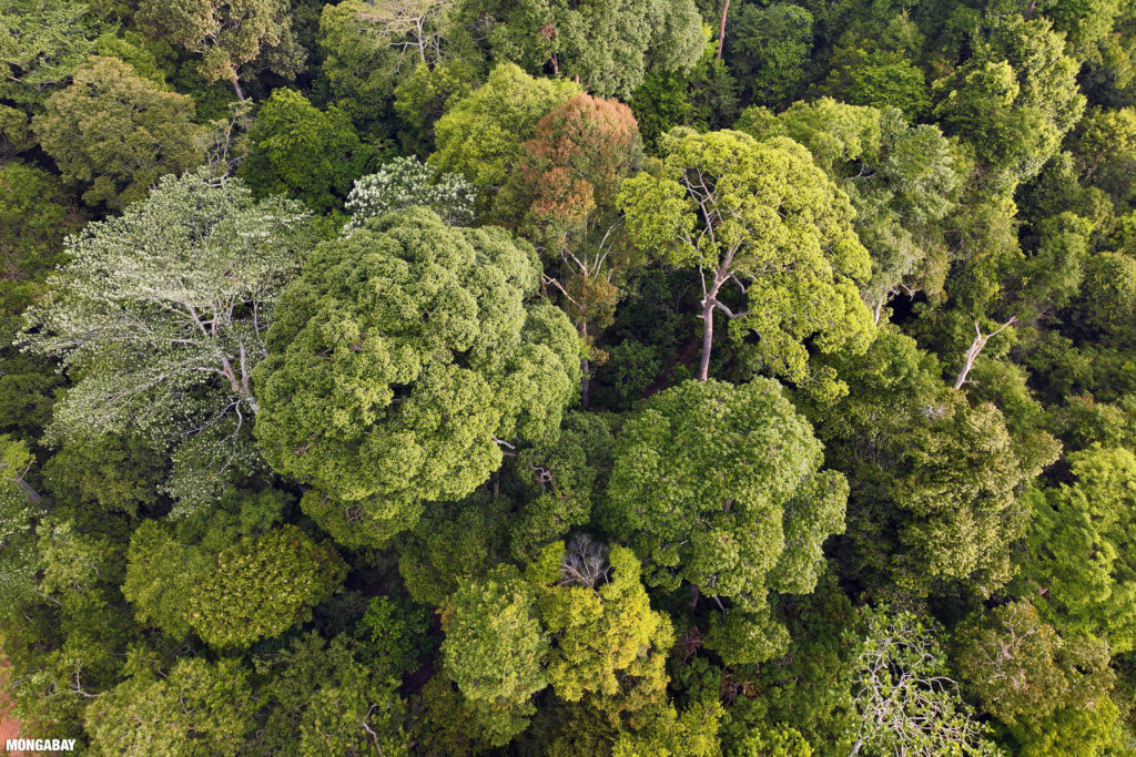 Harapan rainforest canopy