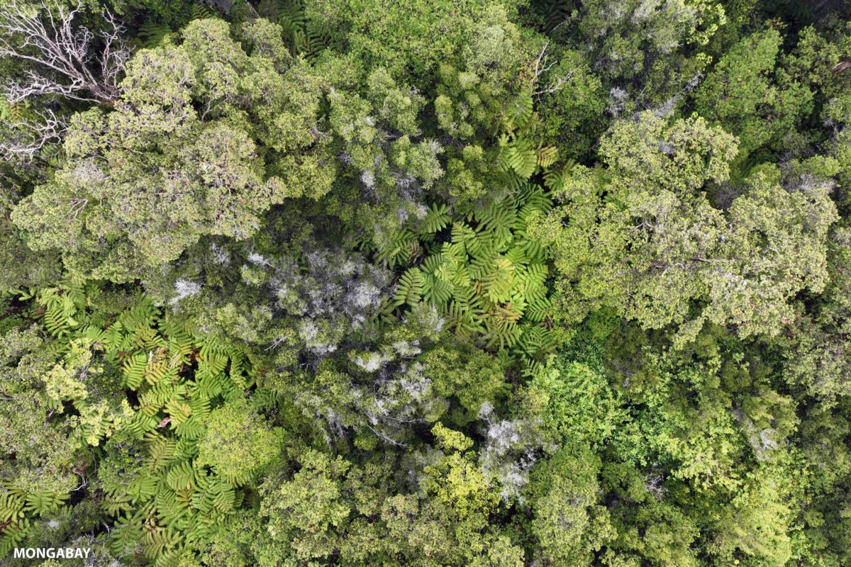 Cloud forest in Hawaii