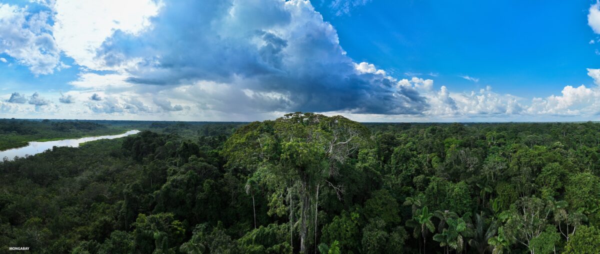 Emergent canopy tree in the Ecuadorian Amazon. Photo credit: Rhett A. Butler