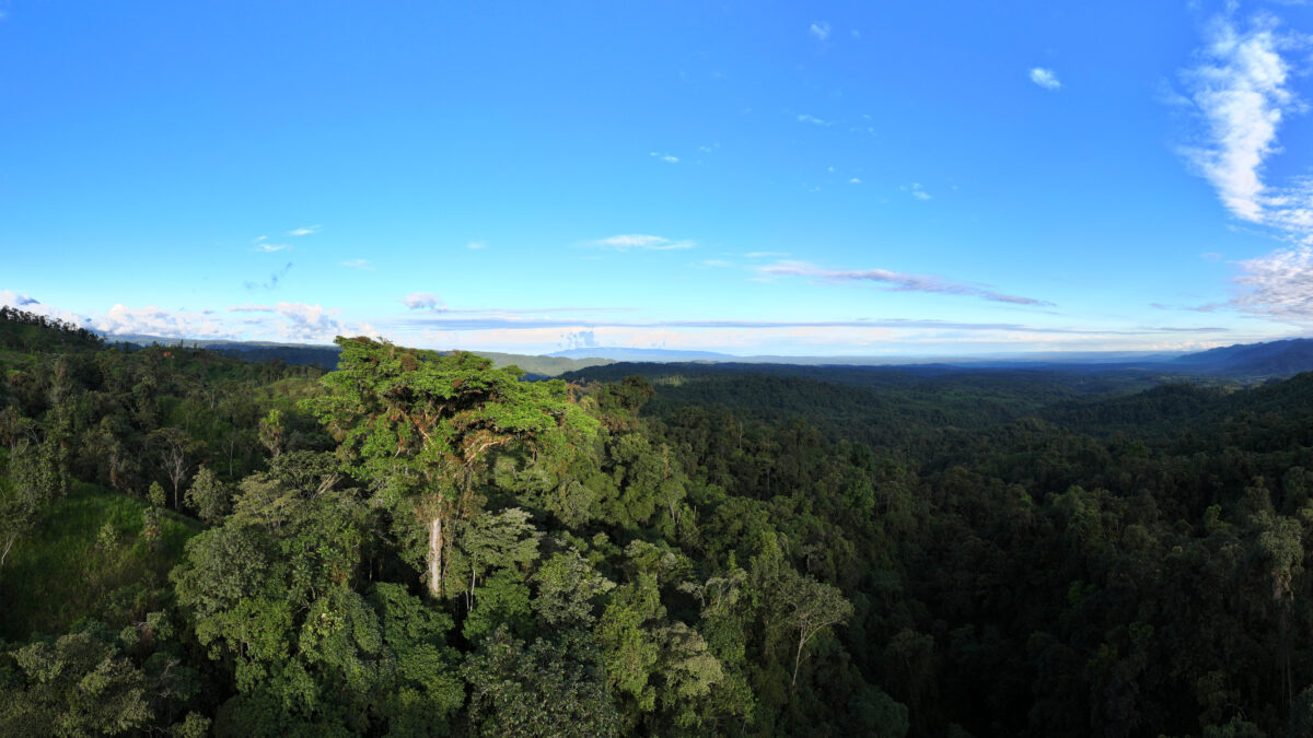 An emergent canopy tree in Narupa Reserve in the Ecuadorian Amazon (July 2023)