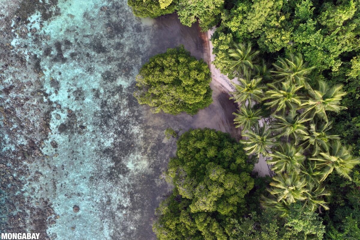 Mangroves, palm trees, and forest in Raja Ampat