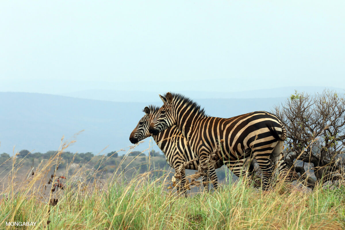 Plains zebra in Rwanda