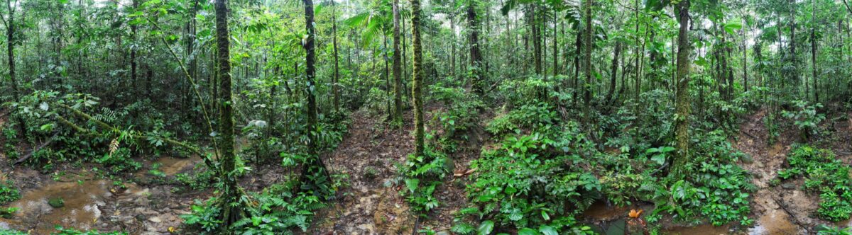 Rainforest in the Ecuadorian Amazon.