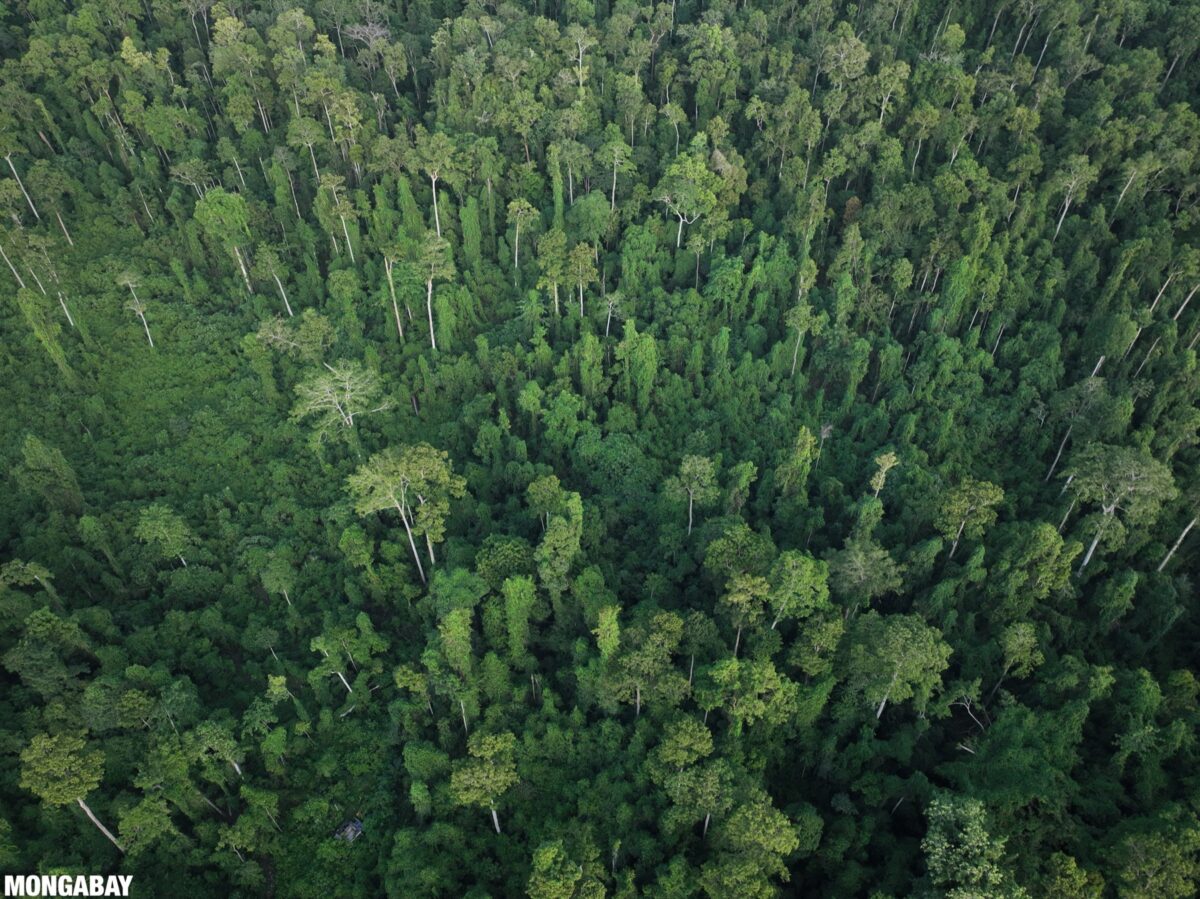 Rainforest in Indonesia
