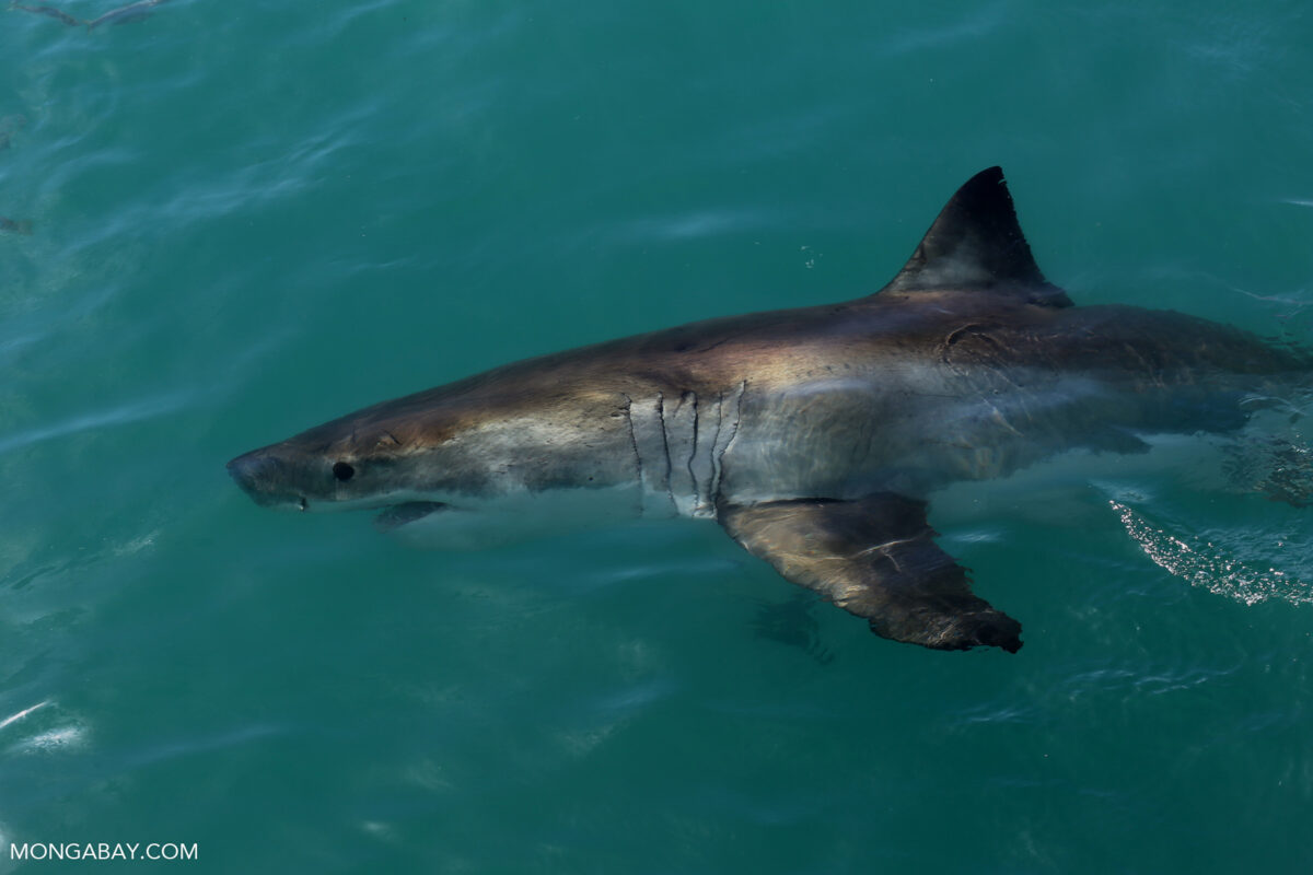 Great white shark off South Africa. Photo by Rhett Ayers Butler.