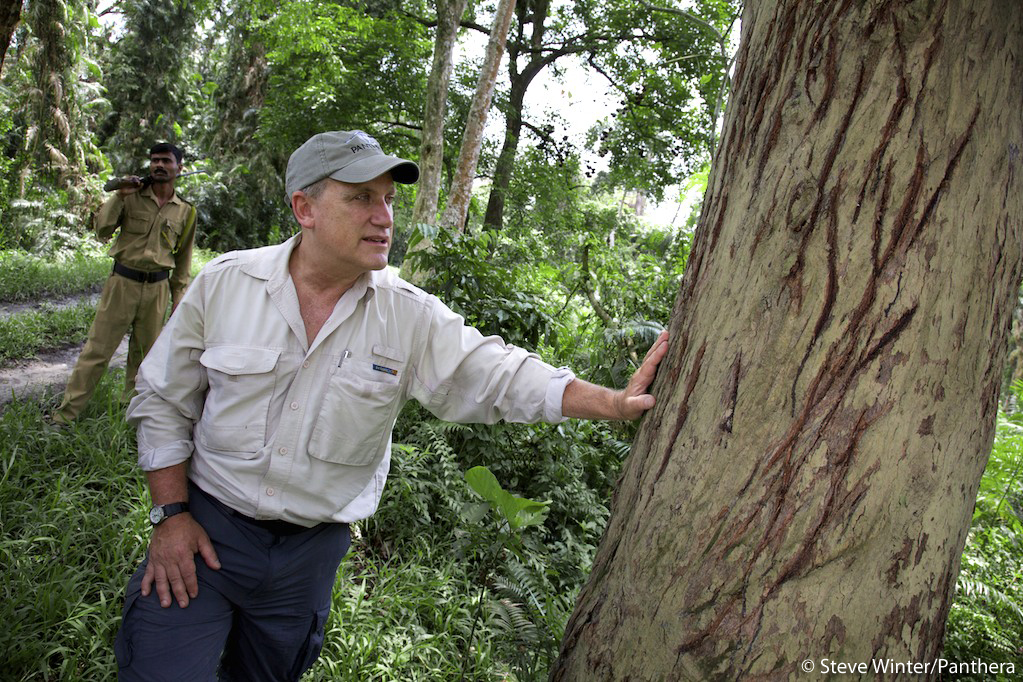 Alan Rabinowitz examining tiger scratch marks on a tree in Bhutan. Image by Steve Winter/Panthera.