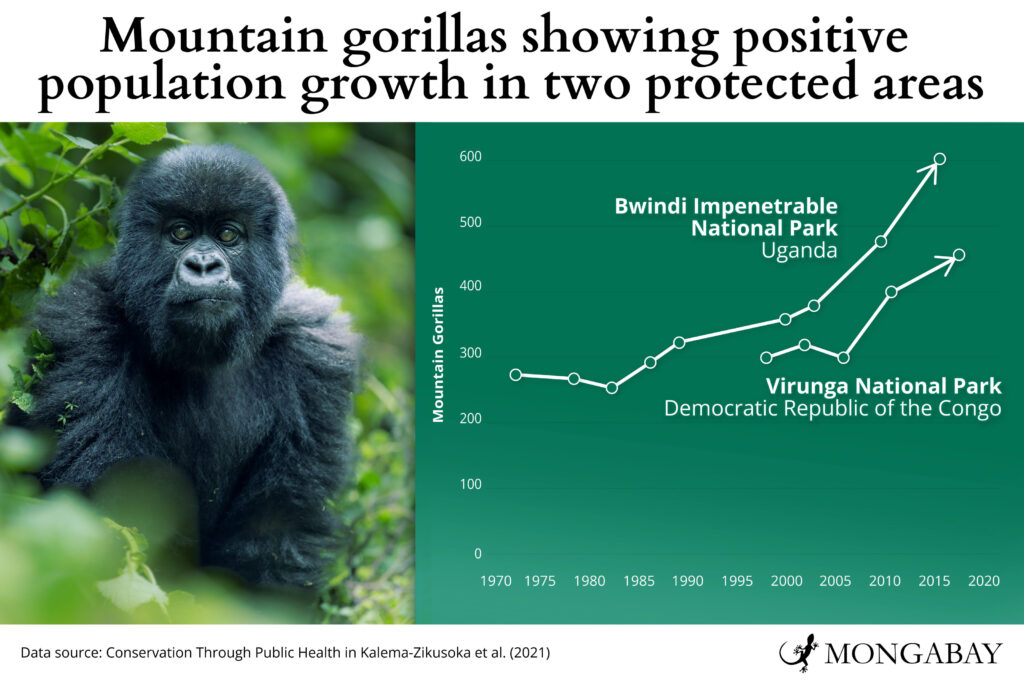 mountain gorilla population chart
