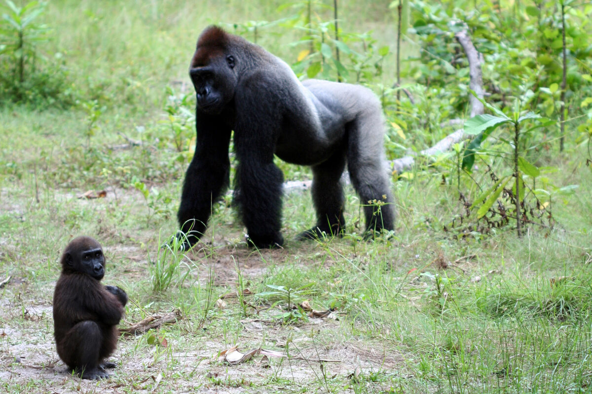 Gorillas in Gabon
