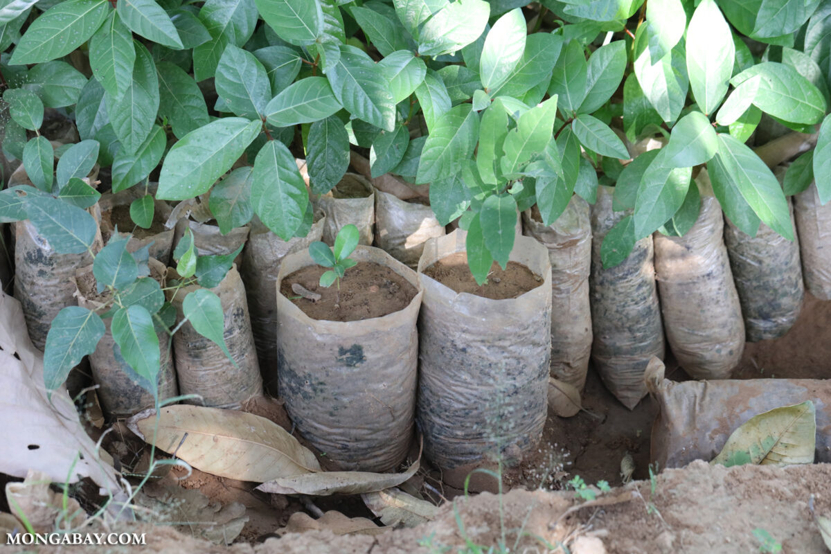 Tree nursery in India