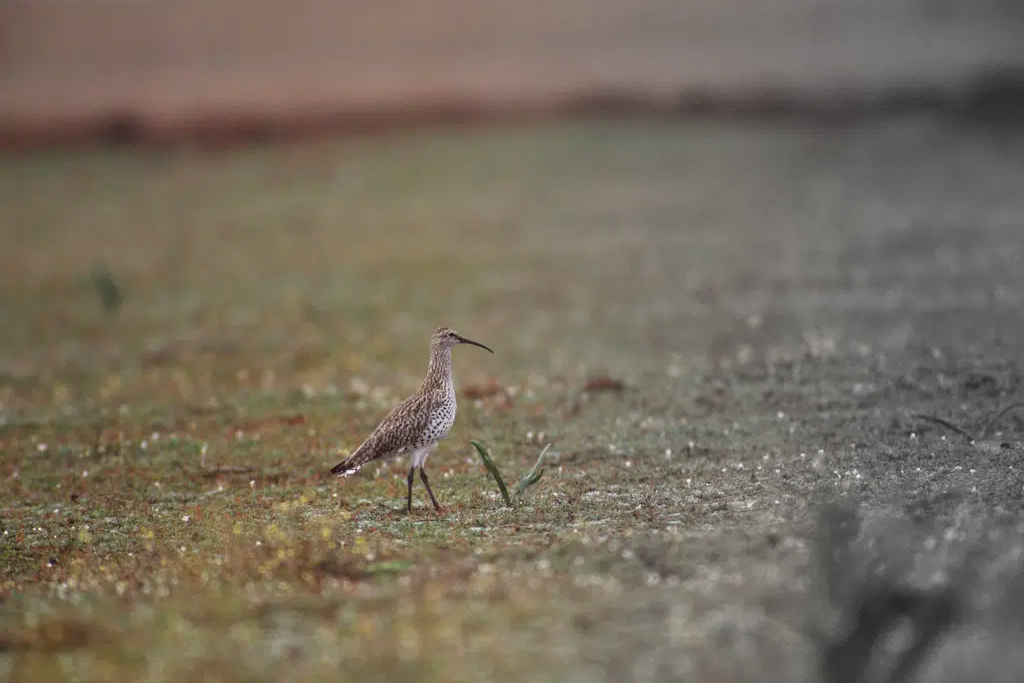 Slender-billed Curlew (Numenius tenuirostris), Merja Zerga, Morocco, in 1995. Photo by Chris Gomersall.