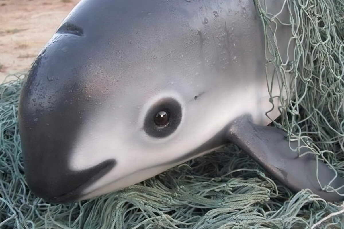 Vaquita caught in a fishing net. Photo from Savethewhales.org
