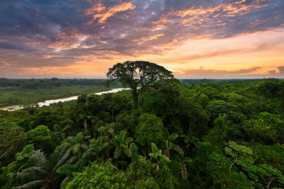 Kapok tree as dusk falls in the Ecuadorian Amazon in December 2024.