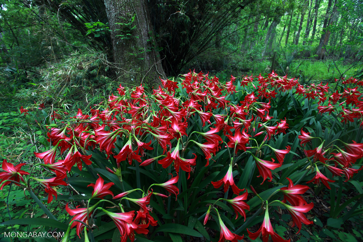 Horseman's star (Hippeastrum) in a Southern cypress swamp