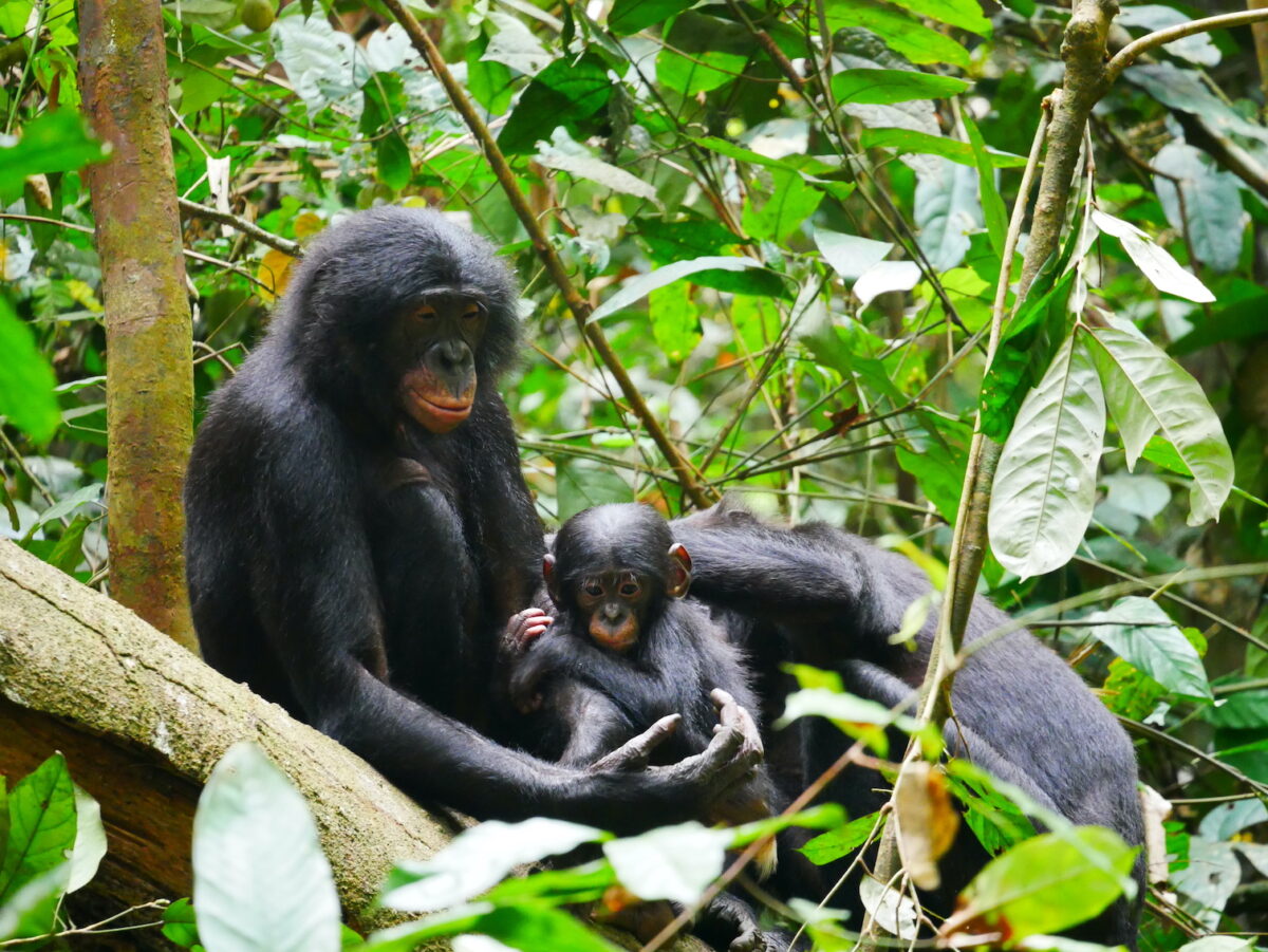 Bonobos in Kokolopori Bonobo Reserve, site of the Kokolopori Bonobo Research Project, by Maud Mouginot.