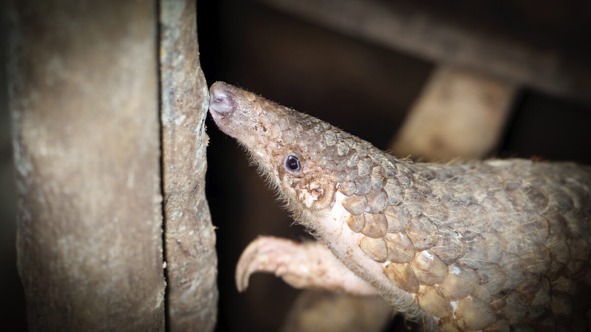 Pangolin in Cambodia. My photo.