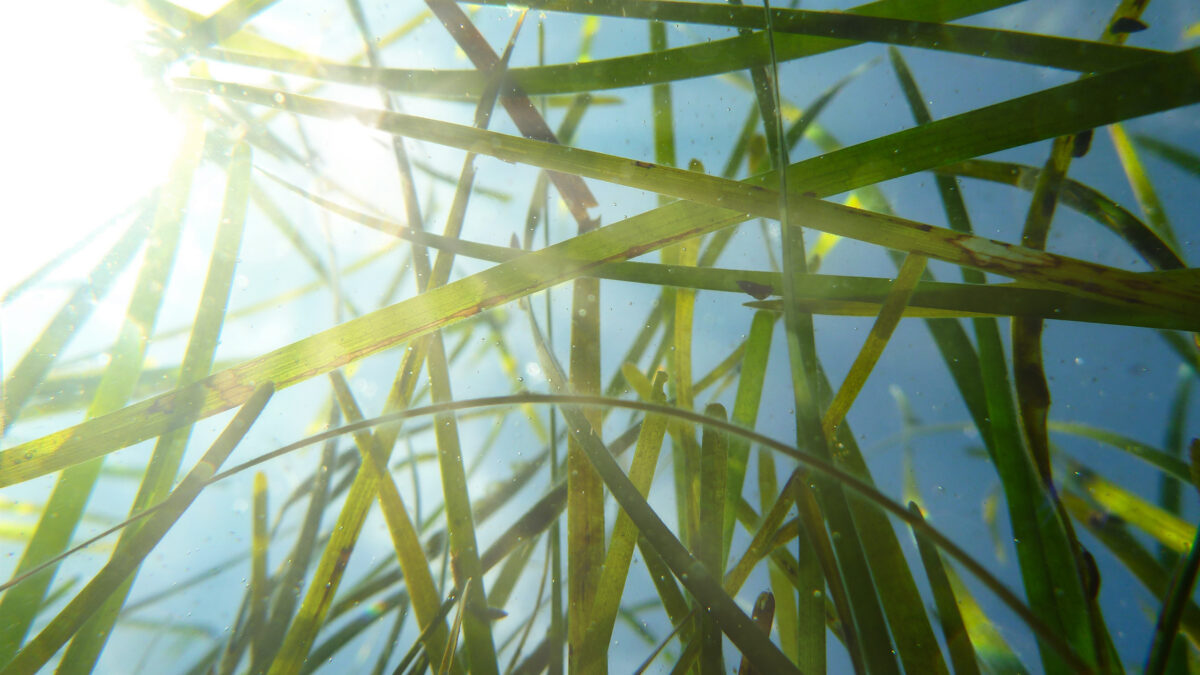 Eelgrass / seagrass