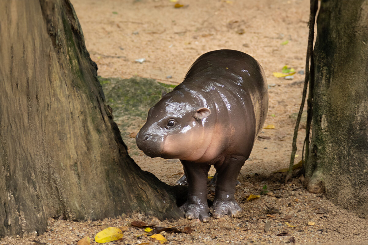 Moo Deng at the Khao Kheow Open Zoo. Due to their lack-of-popularity globally, pygmy hippos don’t receive targeted funding, unlike elephants, chimpanzees and pangolins in the region. Image courtesy of Taï Hippo Project.