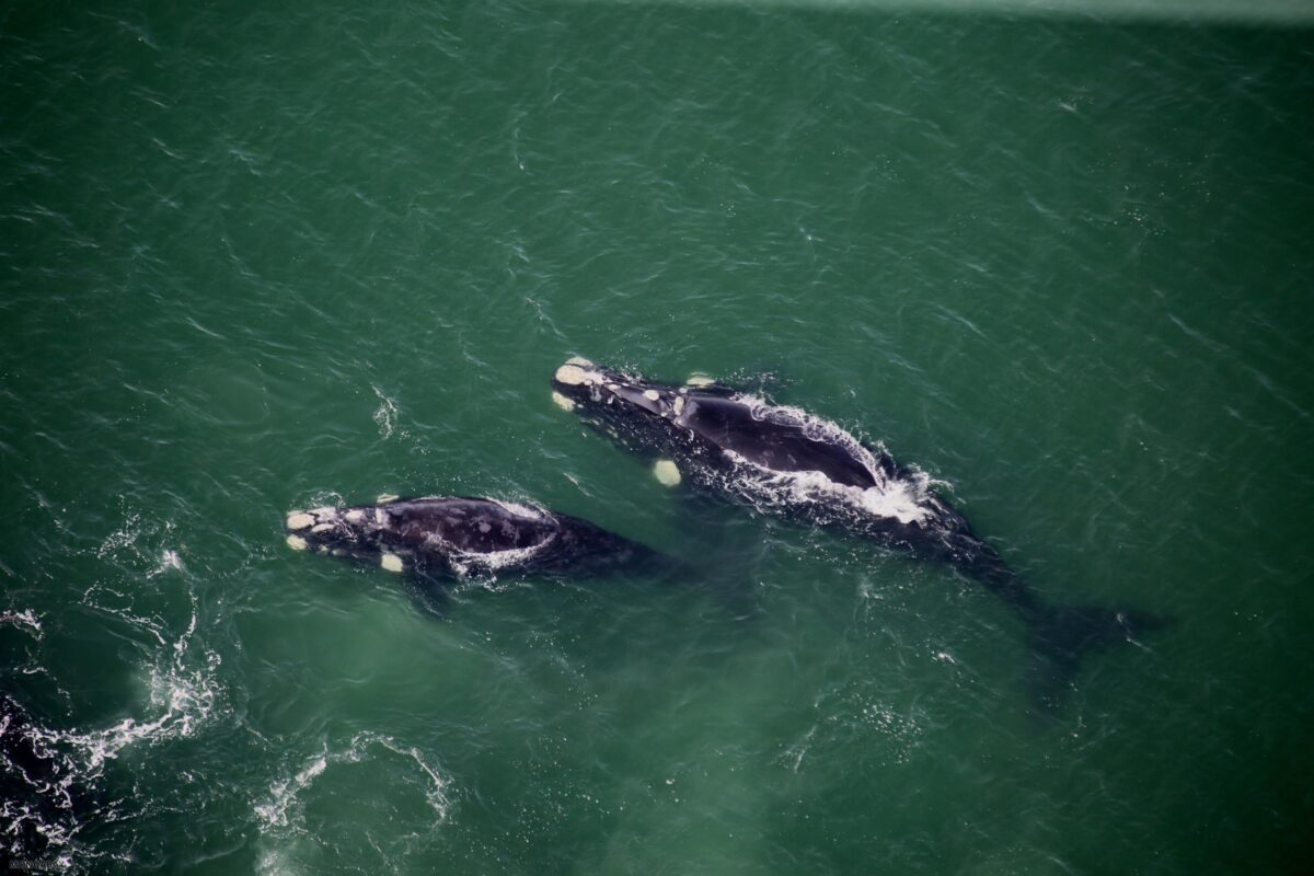 Southern Right Whales