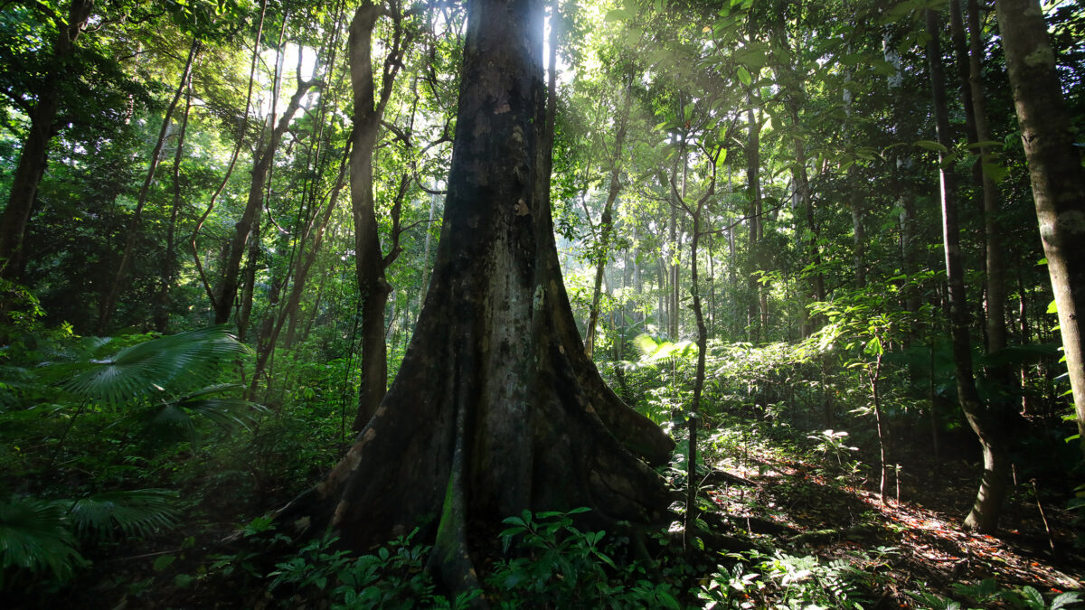 Forest in Sulawesi
