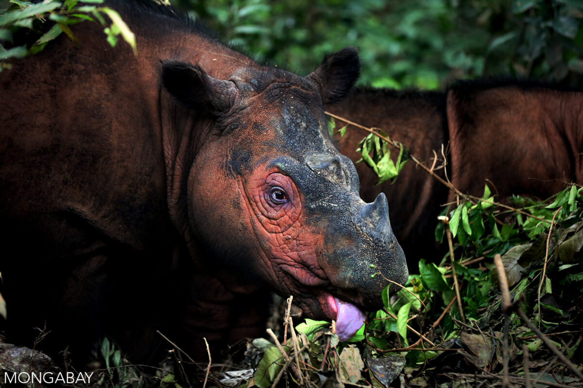 Sumatran rhino