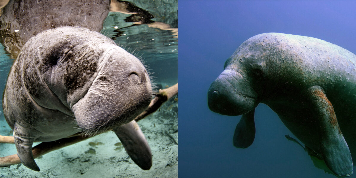 (left) Endangered Florida manatee (Trichechus manatus), Crystal River National Wildlife Refuge, Florida. by David Hinkel. (right) Manatee. Photo courtesy of NOAA's National Ocean Service