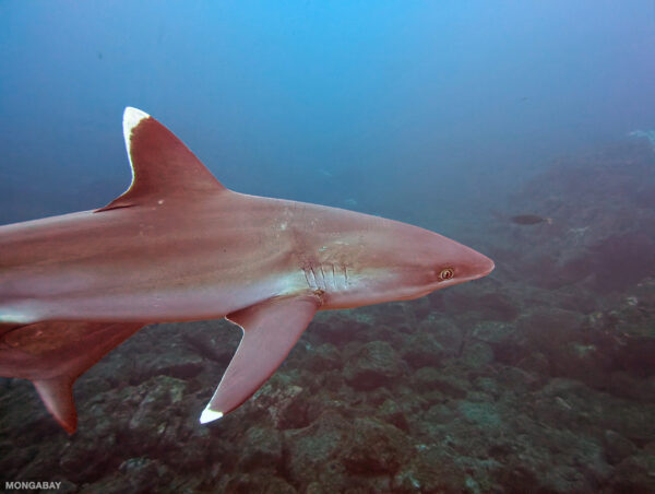Silvertip shark (Carcharhinus albimarginatus) at San Benedicto Island