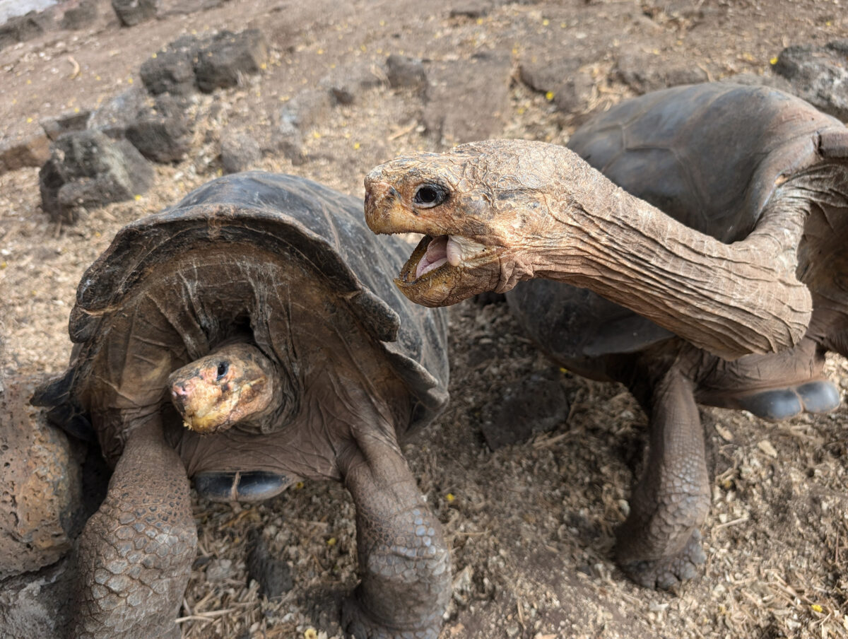 Giant Galapagos tortoises. My photo