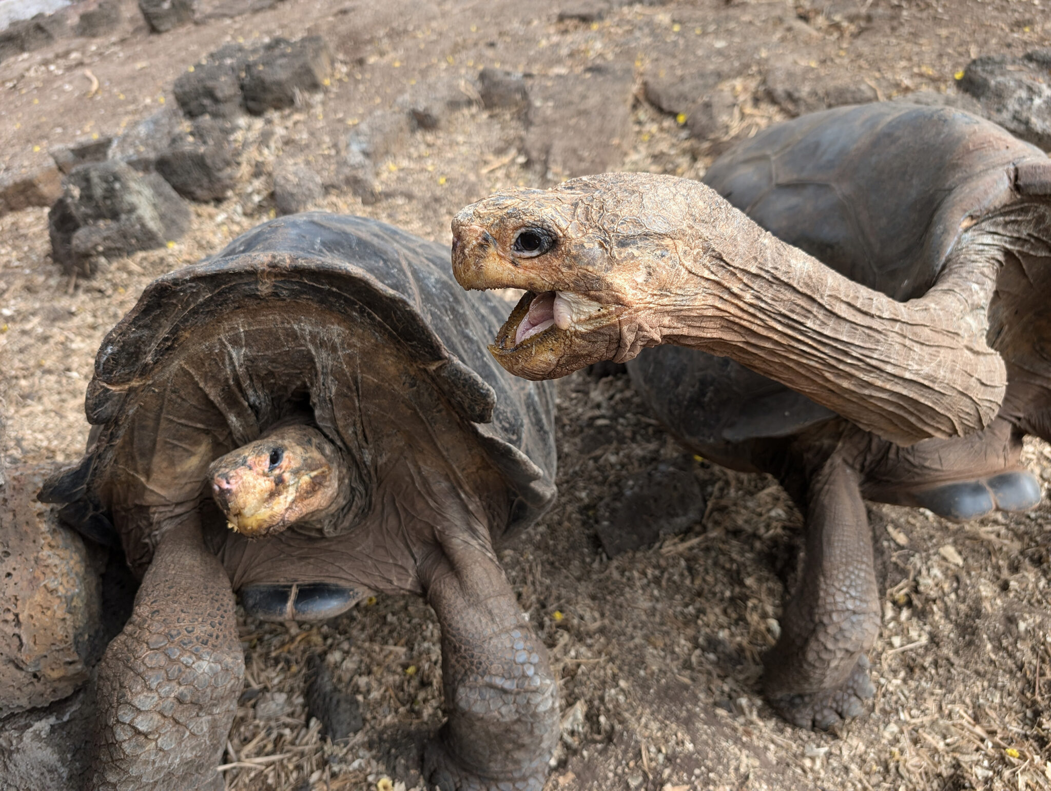 Two Slow Turtles The slow demise of turtles and tortoises