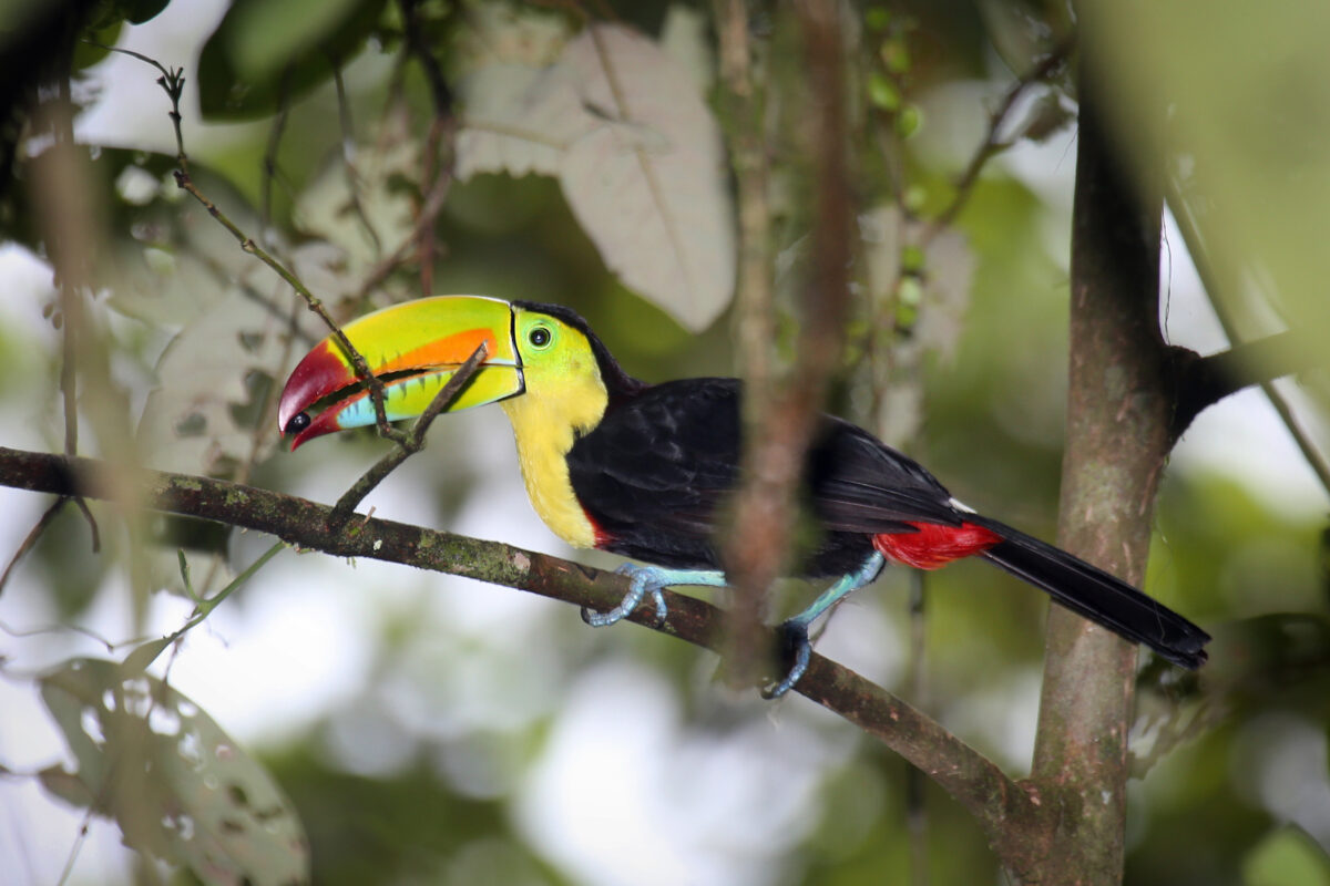Keel-billed Toucan (Ramphastos sulfuratus) in Costa Rica. My photo