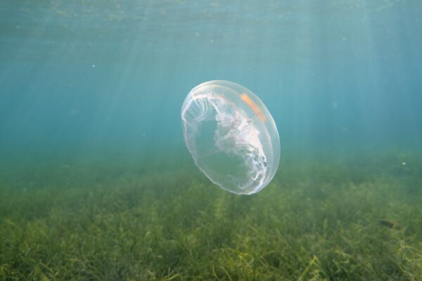 A plastic bag in the ocean can look a lot like a jellyfish to a sea turtle. Photo by Rhett Ayers Butler.