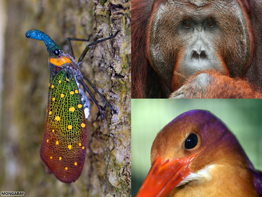 Wildlife in Borneo. My photos