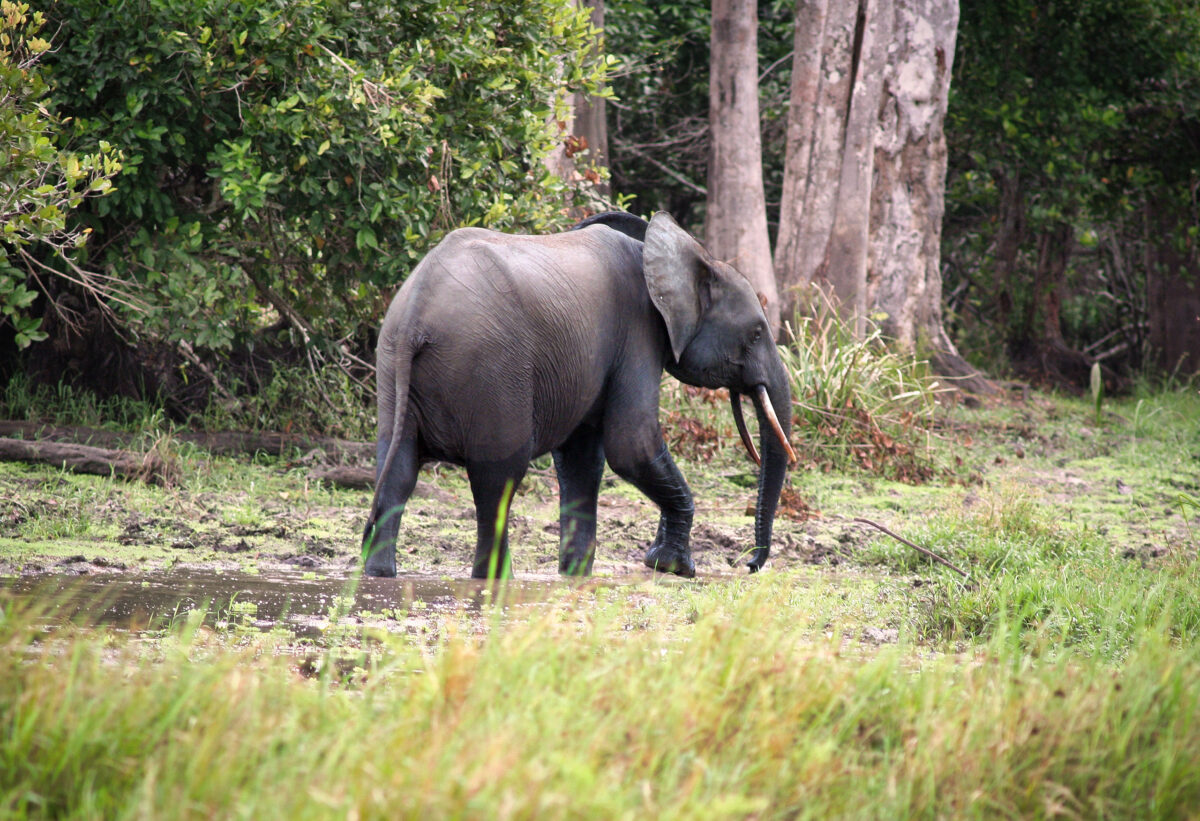 Forest elephant in the Congo Basin. My photo