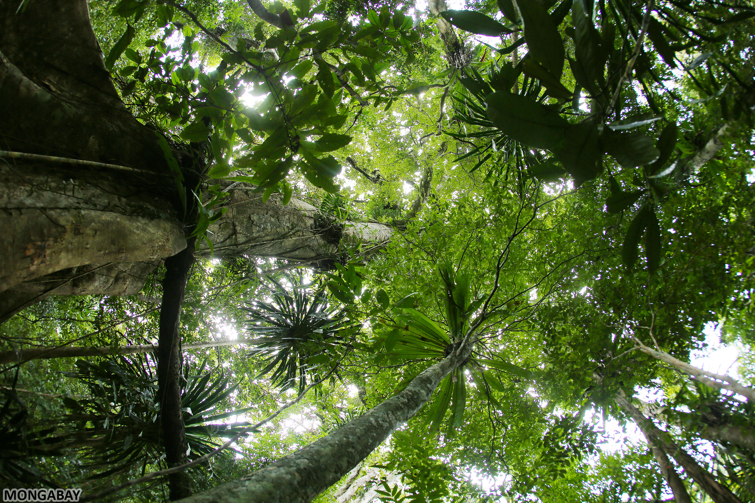 Rainforest on Nosy Mangabe, the island that inspired Mongabay's name. My photo.