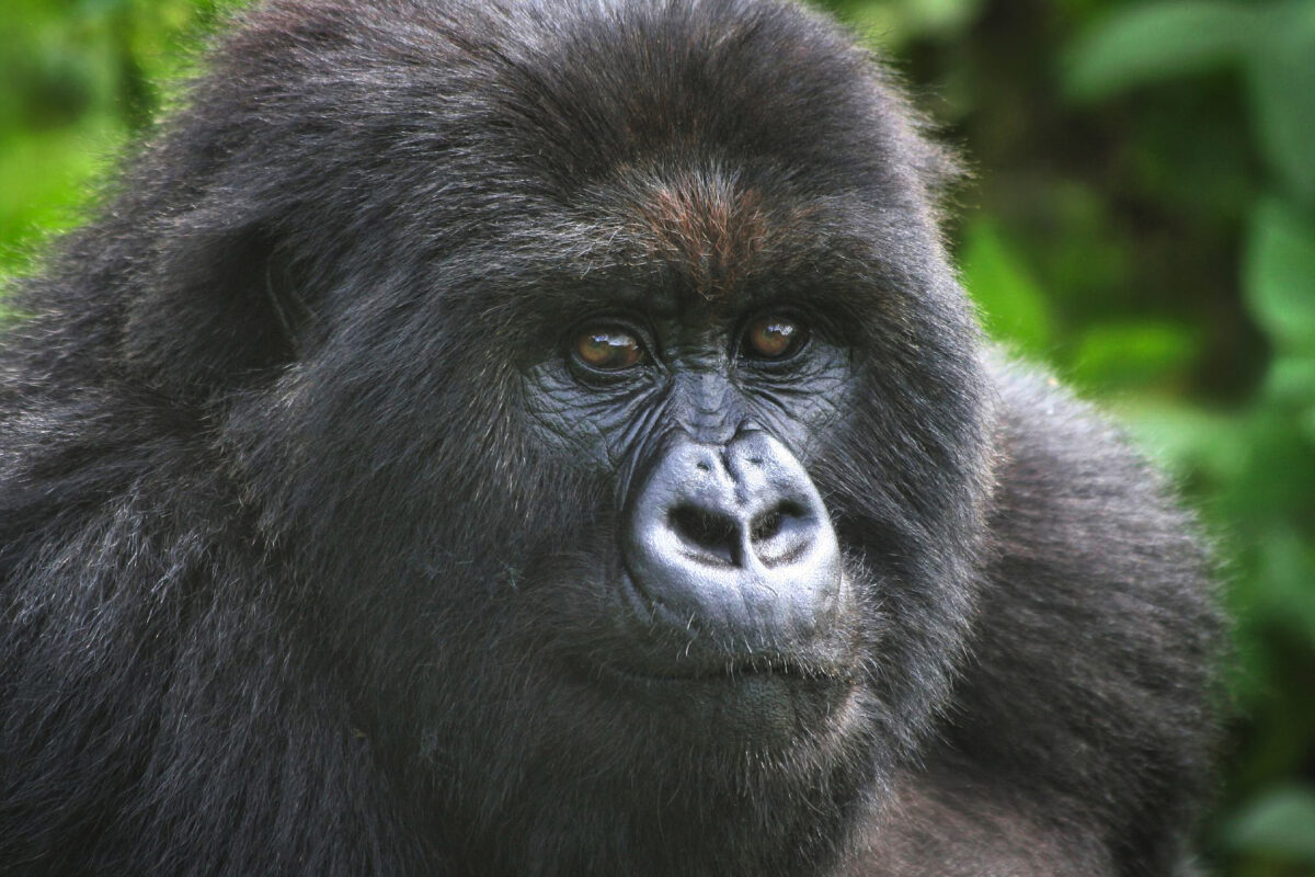 Mountain gorilla in Bwindi, Uganda in 2006.