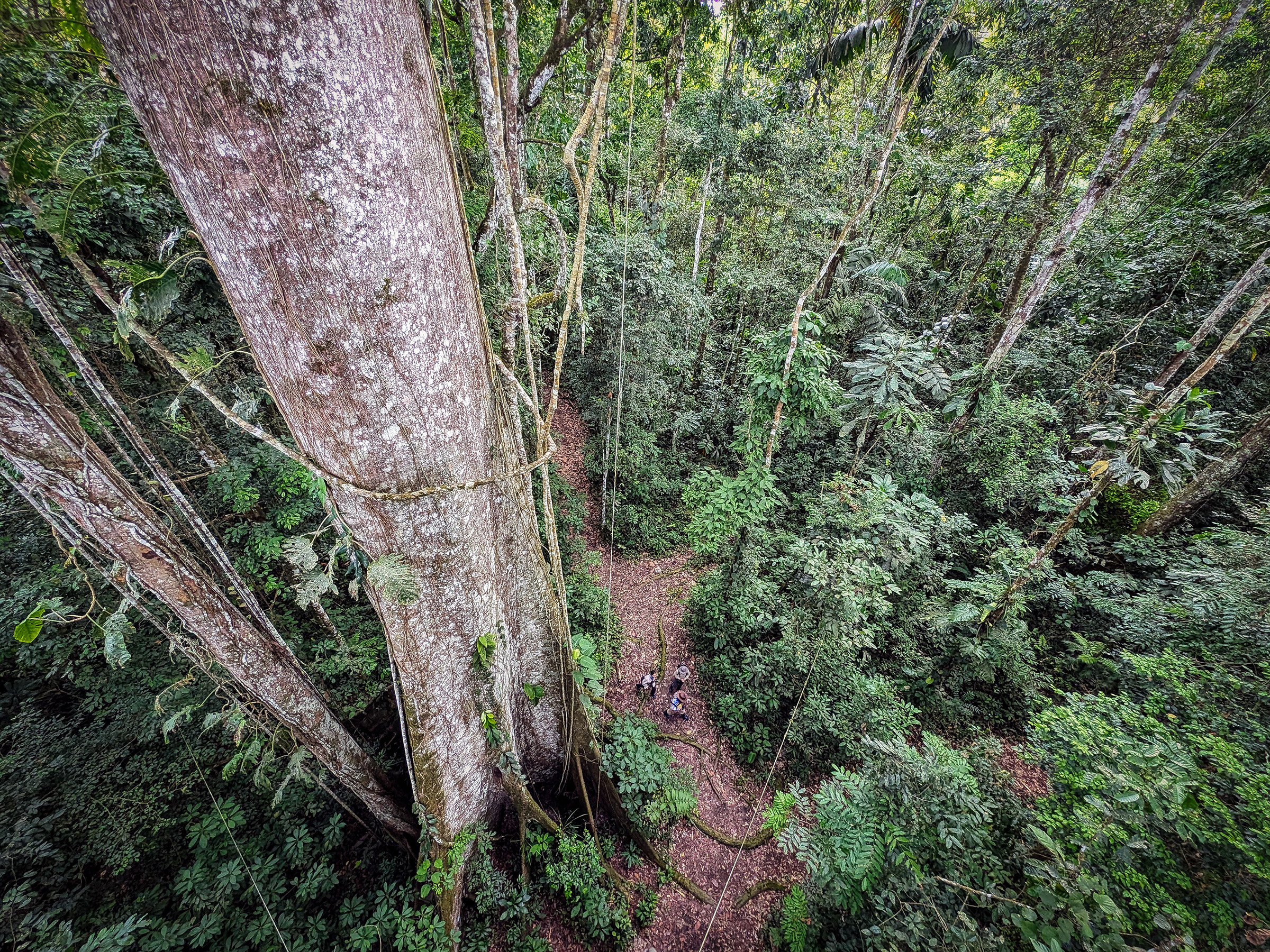 People in the understory in the Amazon rainforest. My photo