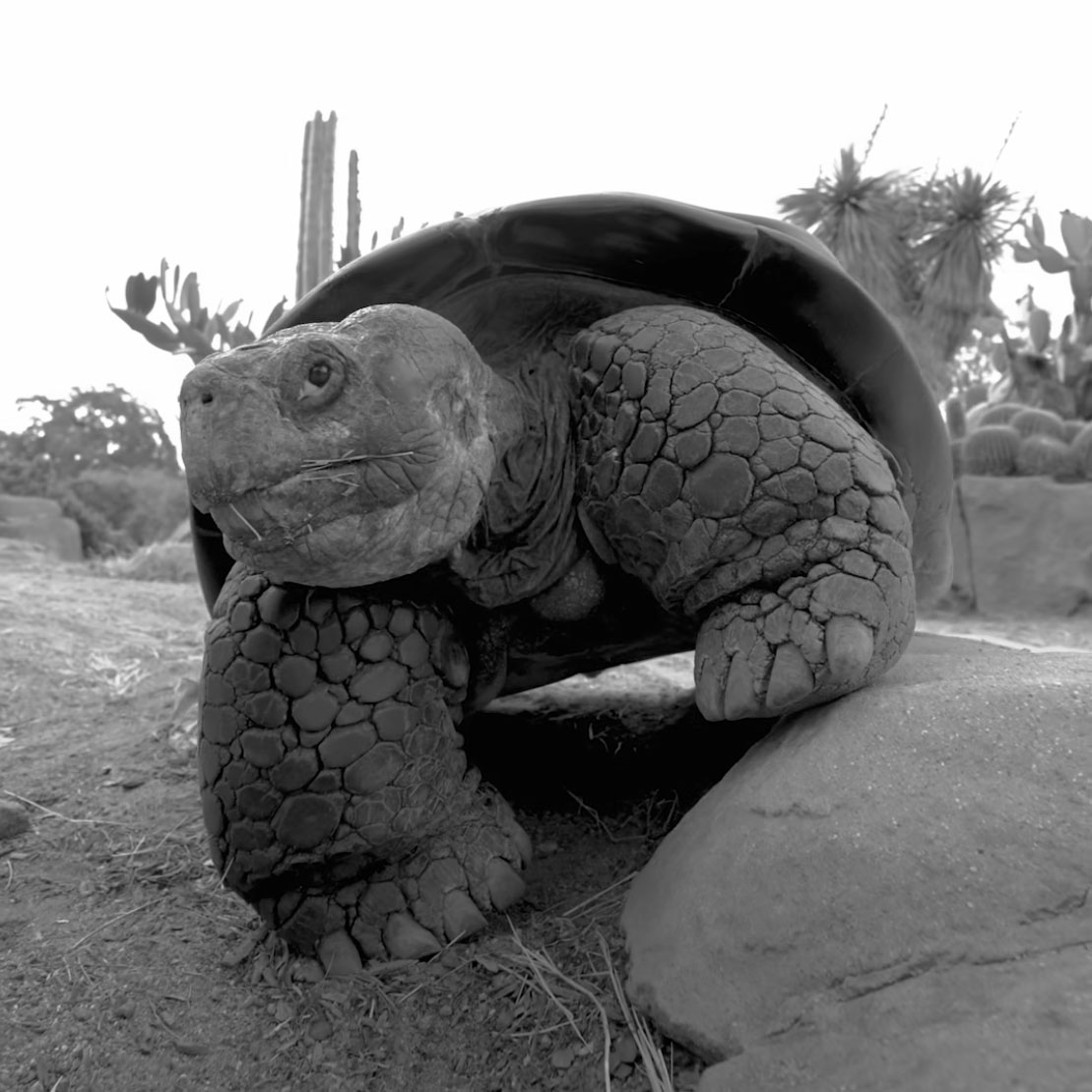 Screenshot of Gramma. Courtesy of the San Diego Zoo.