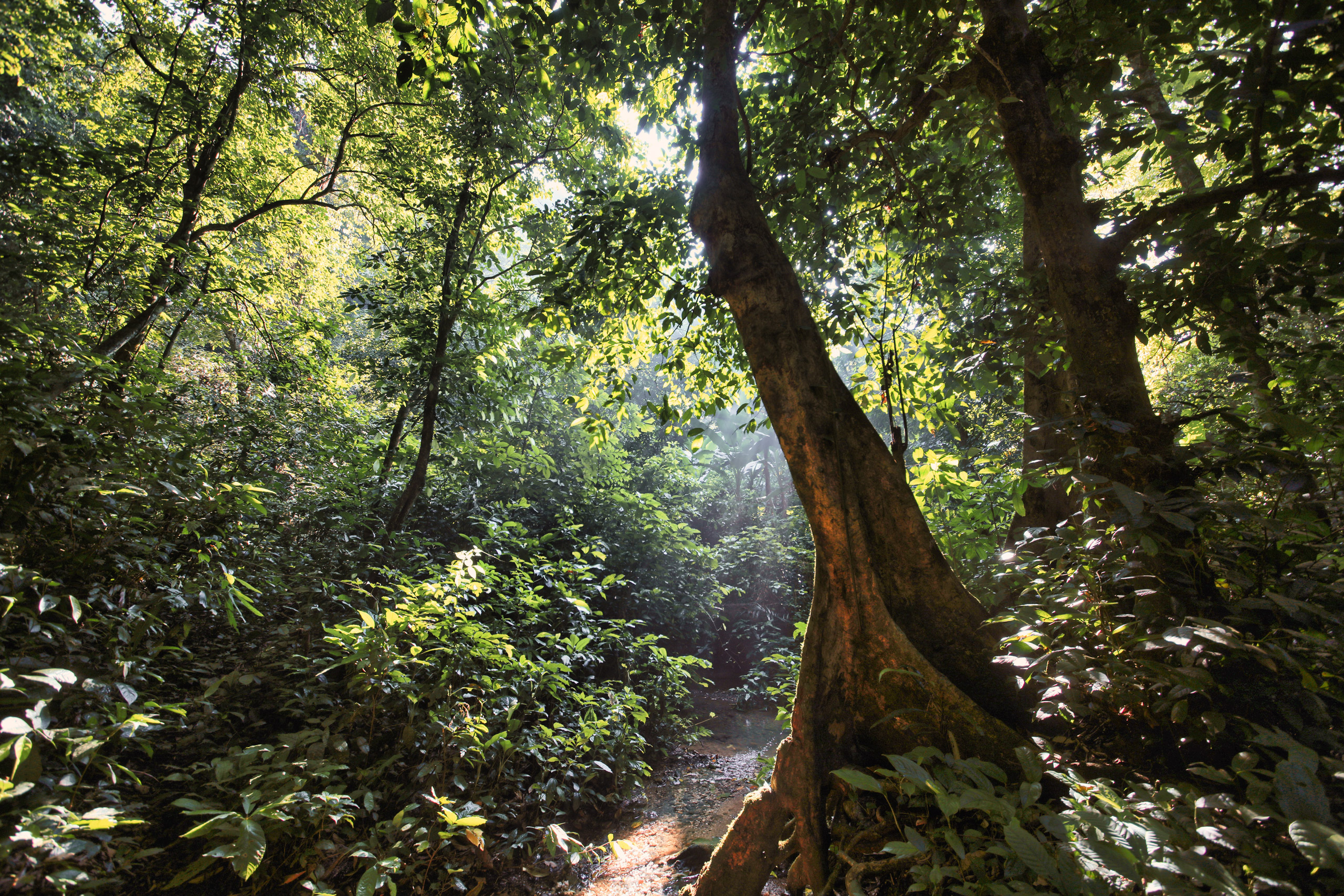 Rainforest in Vietnam. My photo