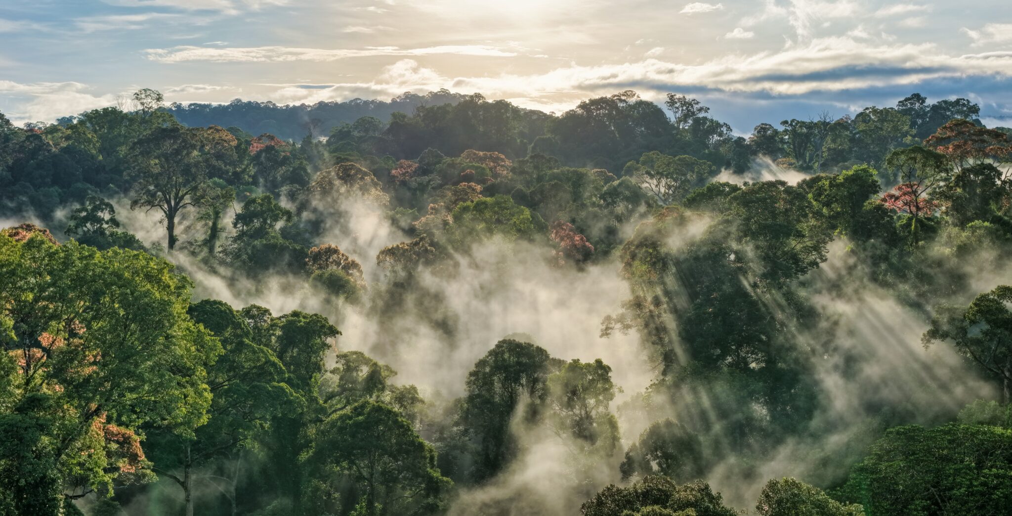 rainforest-photos-from-borneo