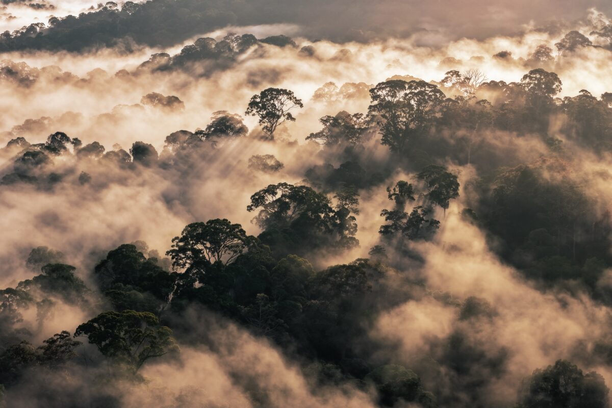Mist rising from the rainforest in Temburong District, Brunei, on the island of Borneo in November 2025. My photo