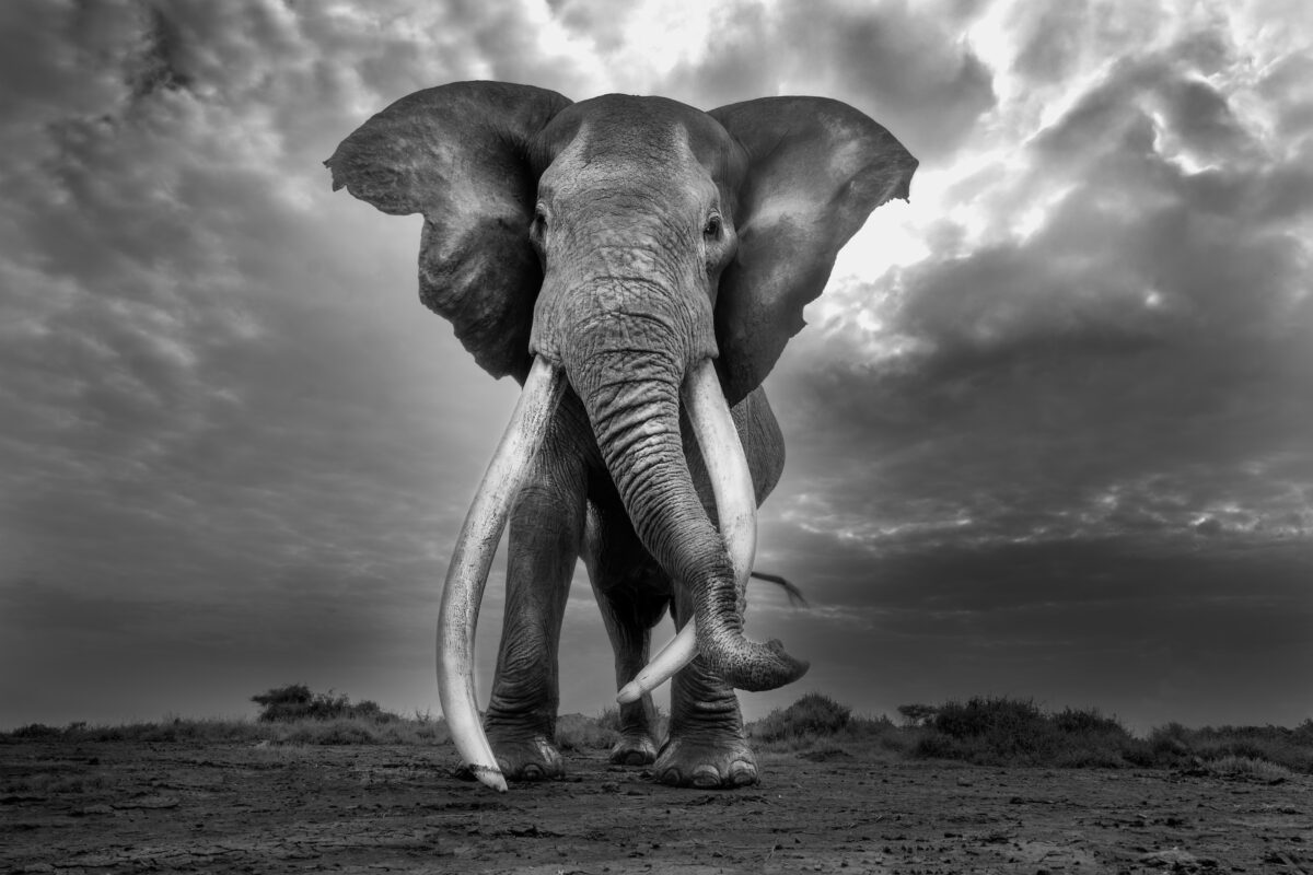 Craig, the super tusker elephant, in Kenya. Photo by Cristina Mittermeier / @mitty
