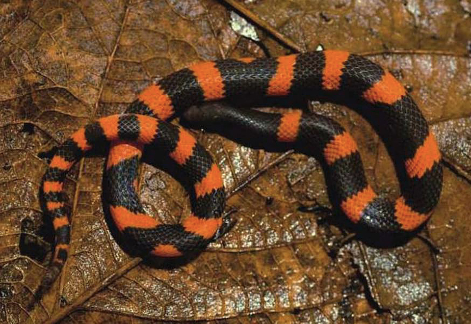 Geophis loranca. Photo credit: Miguel Ángel de la Torre Loranca.