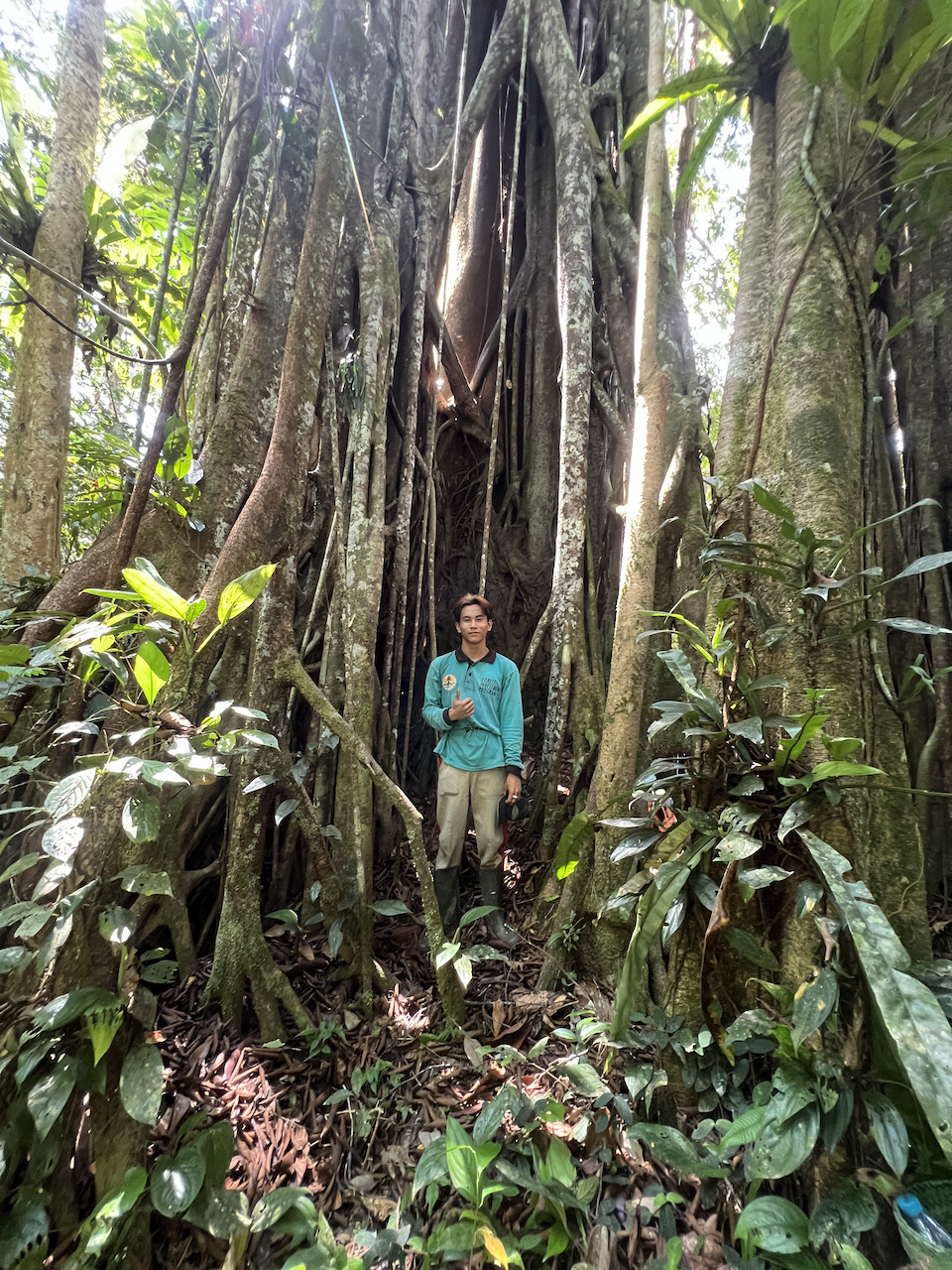 Topik, a local guide in Sungai Utik, West Kalimantan, next to the extensive aerial roots of a strangler fig. Photo by Ditro Wibisono Wardi Parikesit.