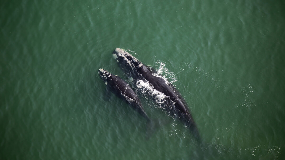 Southern right whales. My photo