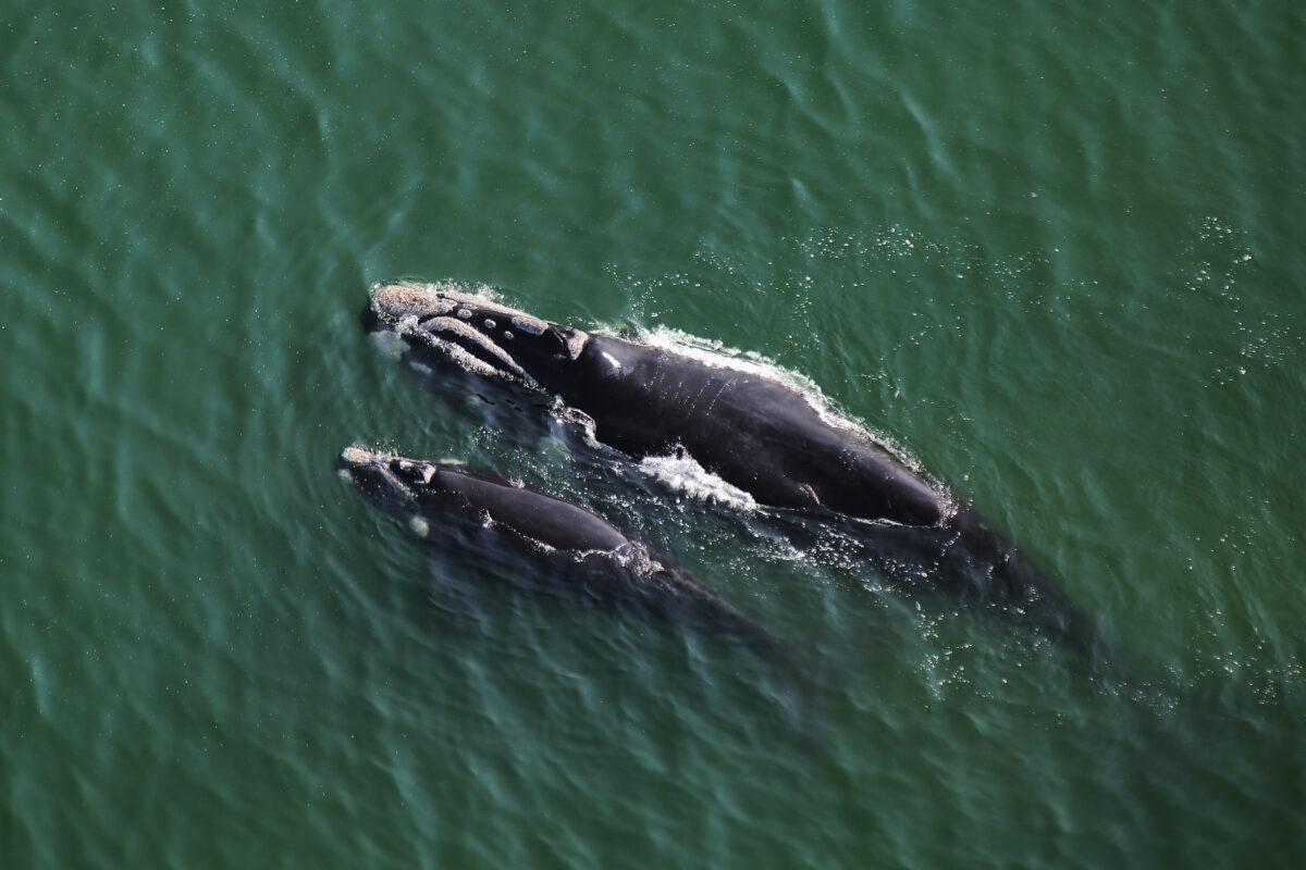 Southern right whale off South Africa. My photo